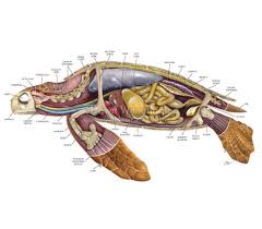 Turtle anatomy - Welcome To Our Webpage
