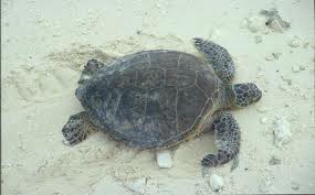 Turtle anatomy - Welcome To Our Webpage